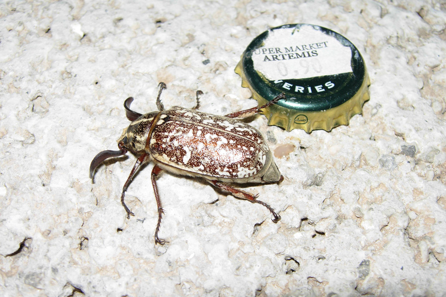 Da Creta: Polyphylla boryi e Anoxia matutinalis